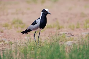 Wader Prints: Blacksmith Lapwing (Vanellus armatus), Namibia