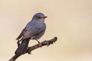 Arabian Peninsula Prints: Blackstart (Oenanthe melanura), Oman