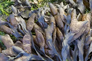 Close Prints: Bladder Wrack (Fucus vesiculosus), Den Helder, Noord-Holland, The Netherlands