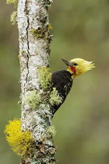 Blond-crested Woodpecker (Celeus flavescens) male climbing up tree trunk, Atlantic rainforest Blond-crested Woodpecker (Celeus flavescens) male climbing up tree trunk, Atlantic rainforest