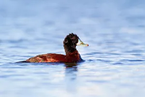 Blue-billed Duck (Oxyura australis), Western Australia, Australia Blue-billed Duck (Oxyura australis), Western Australia, Australia