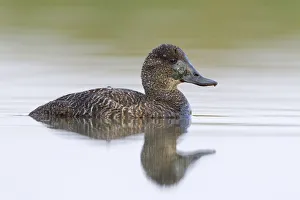 Waterfowl Prints: Blue-billed Duck (Oxyura australis) female, Victoria, Australia