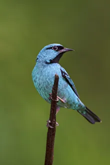 Blue Dacnis (Dacnis cayana) male, Atlantic rainforest, Brazil Blue Dacnis (Dacnis cayana) male, Atlantic rainforest, Brazil