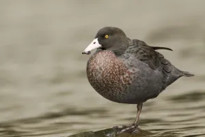 Whio Prints: Blue Duck (Hymenolaimus malacorhynchos), New Zealand