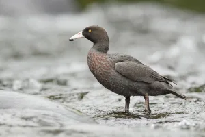 Blue Duck (Hymenolaimus malacorhynchos), New Zealand
