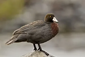 Blue Duck (Hymenolaimus malacorhynchos), Waikato, North Island, New Zealandaaaa