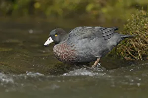 Blue Duck (Hymenolaimus malacorhynchos) female, North Island, New Zealand