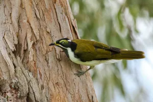 Blue-faced Honeyeater (Entomyzon cyanotis) juvenile, Queensland, Australia