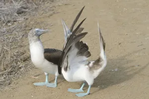 Blue-footed Booby (Sula nebouxii), pair displaying, Manabi, Ecuador