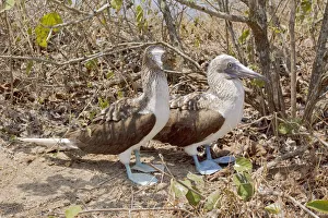 South America Prints: Blue-footed Booby (Sula nebouxii), Ecuador