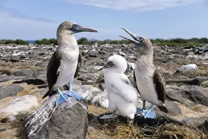Family Prints: Blue-footed Booby (Sula nebouxii) parents with chick, Galapagos Islands, Ecuador