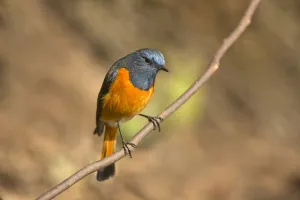 Yunnan Prints: Blue-fronted Redstart (Phoenicurus frontalis) male, Yunnan, China