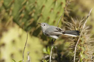 Blue-grey Gnatcatcher (Polioptila caerulea), California, USA Blue-grey Gnatcatcher (Polioptila caerulea), California, USA
