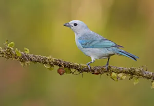 Blue-grey Tanager (Thraupis episcopus) perched on a branch, Alajuela, Costa Rica Blue-grey Tanager (Thraupis episcopus) perched on a branch, Alajuela, Costa Rica