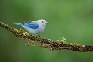 Blue-grey Tanager (Thraupis episcopus), Costa Rica