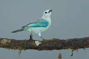 Blue-grey Tanager (Thraupis episcopus), Costa Rica