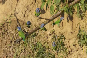 Blue-headed Parrot (Pionus menstruus), Manu National Park, Peru Blue-headed Parrot (Pionus menstruus), Manu National Park, Peru