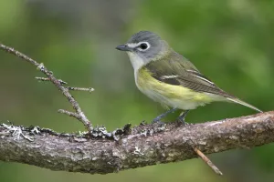 Newfoundland Prints: Blue-headed Vireo (Vireo solitarius), Newfoundland, Canada
