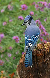 Blue Jay (Cyanocitta cristata), Saskatchewan, Canada