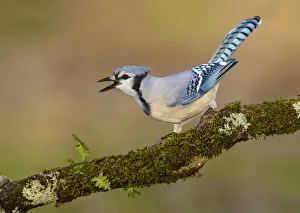 Blue Jay (Cyanocitta cristata) calling, Texas, USA