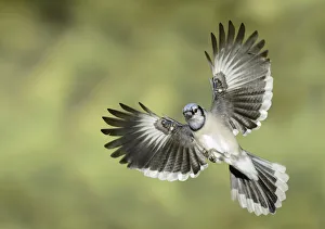 December Prints: Blue Jay (Cyanocitta cristata) flying, Texas, USA
