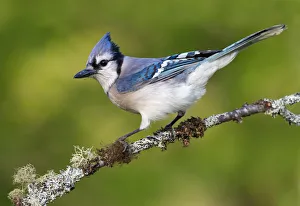Blue Jay (Cyanocitta cristata), Maryland, USA