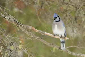 Ontario Prints: Blue Jay (Cyanocitta cristata), Ontario, Canada