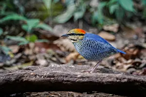 Blue Pitta (Hydrornis cyaneus) male, Kaeng Krachan, Thailand Blue Pitta (Hydrornis cyaneus) male, Kaeng Krachan, Thailand