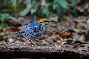 Blue Pitta (Hydrornis cyaneus) male, Kaeng Krachan, Thailand