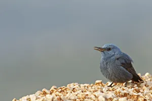 Blue Rock Thrush (Monticola solitarius) male, Turkey