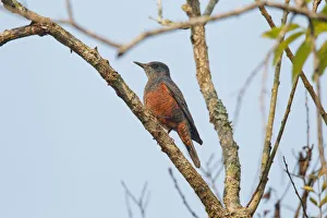Thailand Prints: Blue Rock Thrush (Monticola solitarius philippensis), Khao Yai, Thailand
