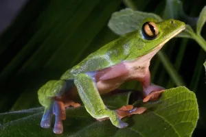 Blue-sided Leaf Frog (Agalychnis annae), San Jose, Costa Rica
