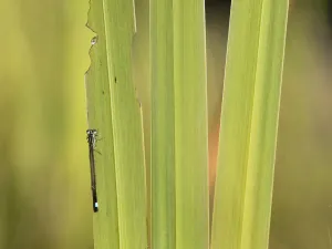 Blue-tailed Damselfly (Ischnura elegans) adult settled on Yellow Flag Iris (Iris pseudocorus) leaf Blue-tailed Damselfly (Ischnura elegans) adult settled on Yellow Flag Iris (Iris pseudocorus) leaf