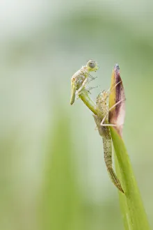 : Blue-tailed Damselfly (Ischnura elegans) emerging from exuvia, Groningen, The Netherlands