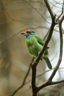 Blue-throated Barbet (Psilopogon asiaticus), Kaeng Krachan, Thailand Blue-throated Barbet (Psilopogon asiaticus), Kaeng Krachan, Thailand