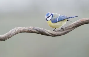 Blue Tit (Cyanistes caeruleus) perched on a branch, Noord-Holland, Amsterdam Blue Tit (Cyanistes caeruleus) perched on a branch, Noord-Holland, Amsterdam