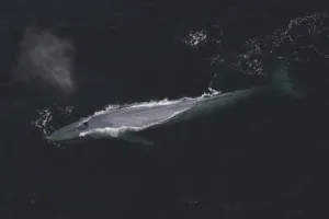 Blue Whale (Balaenoptera musculus) surfacing, Santa Barbara, California