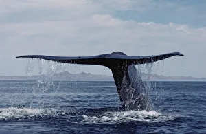 Blue Whale (Balaenoptera musculus) tail, Sea of Cortez, Mexico Blue Whale (Balaenoptera musculus) tail, Sea of Cortez, Mexico