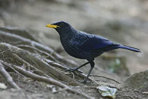 Blue Whistling Thrush (Myophonus caeruleus), Thailand