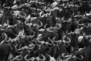 Close Prints: Blue Wildebeest (Connochaetes taurinus) herd crossing river