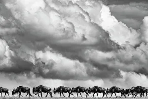 Blue Wildebeest (Connochaetes taurinus) herd migrating, Maasai Mara National Reserve, Rift Valley Province, Kenya