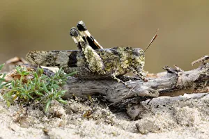 Blue-winged Grasshopper (Oedipoda caerulescens), Noord-Holland, The Netherlands Blue-winged Grasshopper (Oedipoda caerulescens), Noord-Holland, The Netherlands