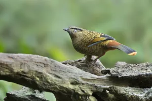 Blue-winged Laughingthrush (Trochalopteron squamatum), Yunnan, China