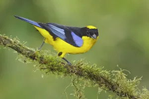 Thraupidae Prints: Blue-winged Mountain Tanager (Anisognathus somptuosus), Ecuador
