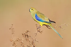 Blue-winged Parrot (Neophema chrysostoma) female, Victoria, Australia Blue-winged Parrot (Neophema chrysostoma) female, Victoria, Australia