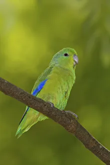 Blue-winged Parrotlet (Forpus xanthopterygius) male, Atlantic rainforest, Brazil