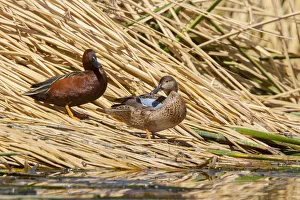 Waterfowl Prints: Blue-winged Teal (Spatula discors) pair, Arizona, USA