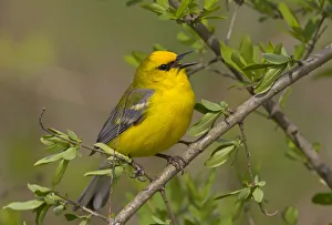 Parulidae Prints: Blue-winged Warbler (Vermivora cyanoptera) singing, Ohio, USA