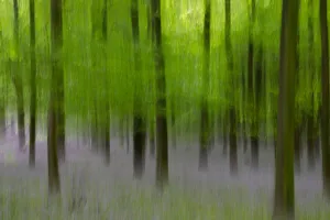 Motion Blur Prints: Bluebell Woods in May, Kent, Kent, England