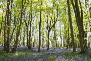 Bluebells (Hyacinthoides non-scripta) in beech woods, Sussex, United Kingdom Bluebells (Hyacinthoides non-scripta) in beech woods, Sussex, United Kingdom